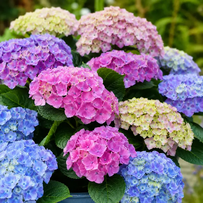 Hydrangea Magical - Mixed colours (Pot Size 23cm) Mophead Hydrangea