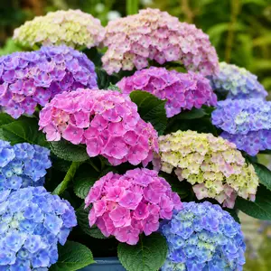 Hydrangea Magical - Mixed colours (Pot Size 23cm) Mophead Hydrangea