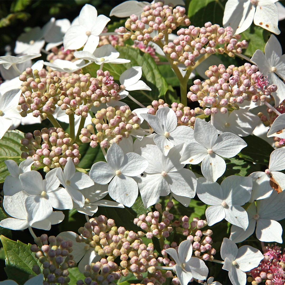 Hydrangea Pan 'Confetti' (Pot Size 26cm) from Boma Garden Centre