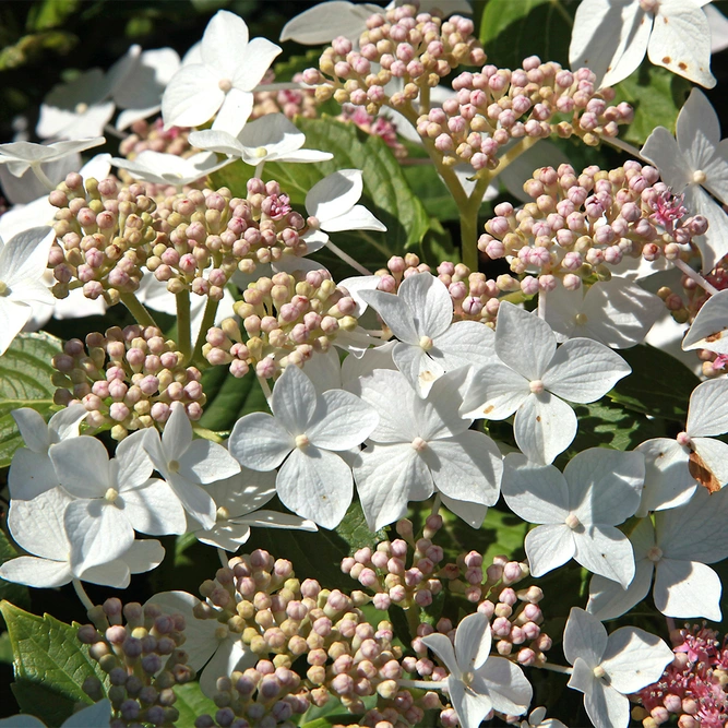 Hydrangea Pan 'Confetti' (Pot Size 26cm)