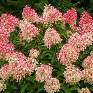 Hydrangea paniculata 'Fire Light Tiny Bit' (Pot Size 3L) Panicle Hydrangea