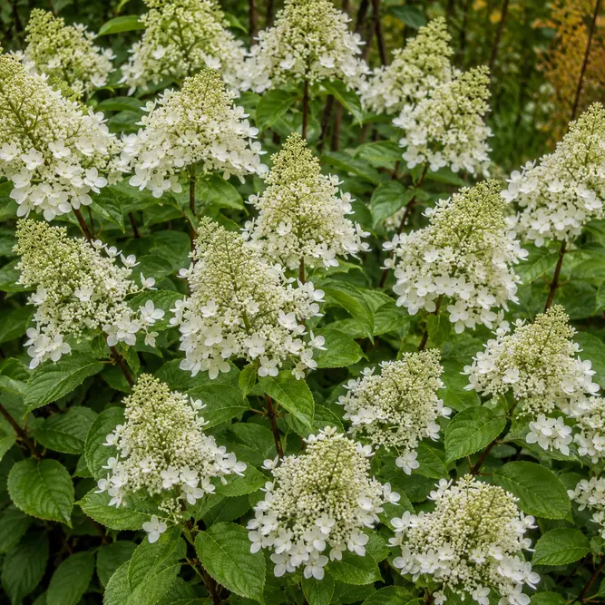 Hydrangea paniculata 'Groundbreaker' (Pot Size 3L) Panicle Hydrangea