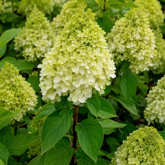 Hydrangea paniculata 'Limelight' Panicle Hydrangea (Pot Size 19cm)