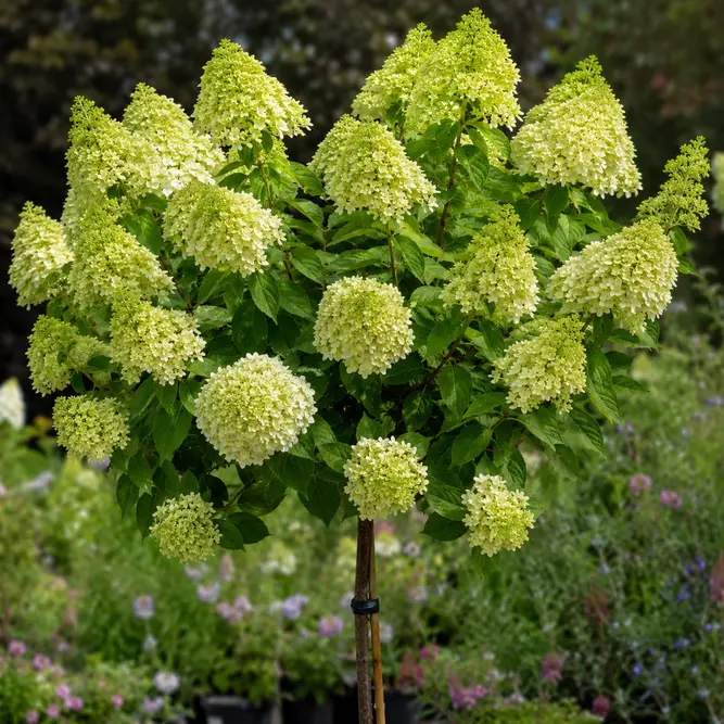 Hydrangea paniculata 'Limelight' Standard Panicle Hydrangea