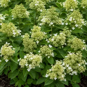 Hydrangea paniculata 'Little Lime' (Pot Size 3L) Panicle Hydrangea