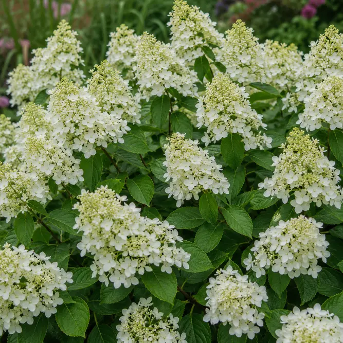 Hydrangea paniculata 'Polestar' (Pot Size 3L) Panicle Hydrangea
