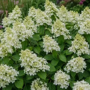 Hydrangea paniculata 'Polestar' (Pot Size 3L) Panicle Hydrangea