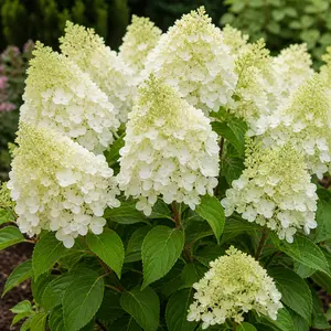 Hydrangea paniculata ‘Silver Dollar’ (Pot Size 7.5L)  Panicle Hydrangea