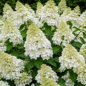 Hydrangea paniculata 'Snow White' (Pot Size 3L) Panicle Hydrangea