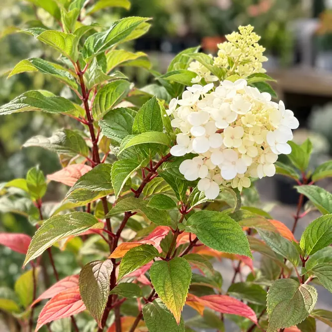 Hydrangea paniculata 'Vanille Fraise' (Pot Size 11L) Panicle Hydrangea - image 1