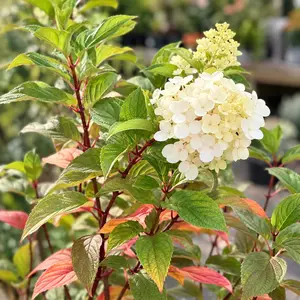 Hydrangea paniculata 'Vanille Fraise' (Pot Size 11L) Panicle Hydrangea - image 1