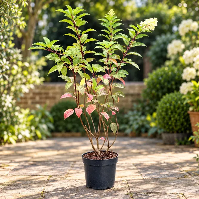 Hydrangea paniculata 'Vanille Fraise' (Pot Size 11L) Panicle Hydrangea - image 2