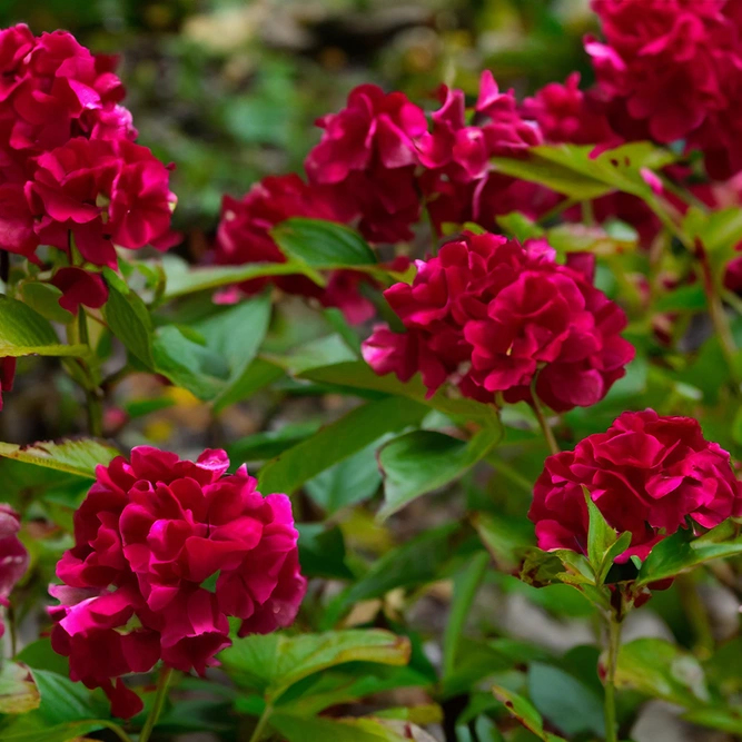 Hydrangea paniculata 'Wim's Red' (Pot Size 23cm)