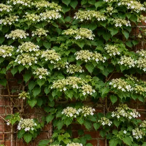 Hydrangea petiolaris