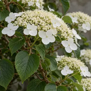 Hydrangea petiolaris