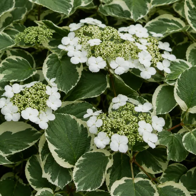 Hydrangea petiolaris 'Bright Side' (Pot Size 2L) Variegated Climbing Hydrangea