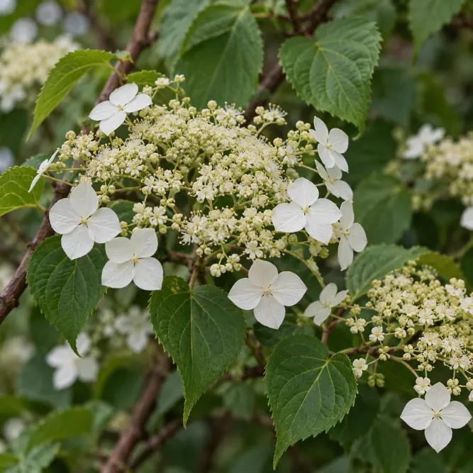 Hydrangea petiolaris (Pot Size 3L) Climbing Hydrangea