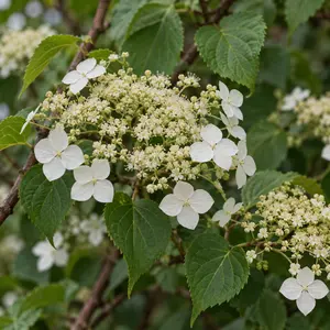 Hydrangea petiolaris (Pot Size 3L) Climbing Hydrangea
