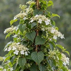 Hydrangea petiolaris 'Pyramid' (35cm) Climbing Hydrangea
