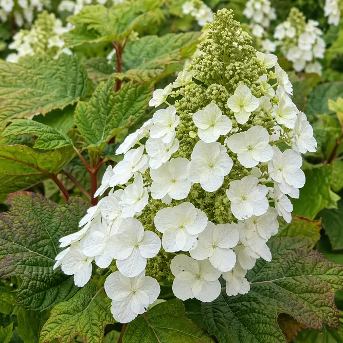 Hydrangea quercifolia (Pot Size 3L) Oak-leaved Hydrangea 