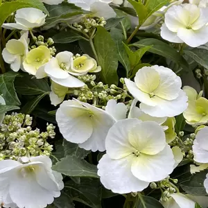 Hydrangea 'Runaway Bride' (Pot Size 3.5L) - Garland Hydrangea - image 1