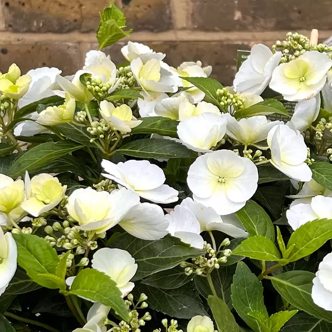 Hydrangea 'Runaway Bride' (Pot Size 3.5L) - Garland Hydrangea - image 2