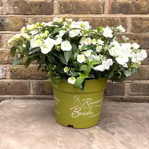 Hydrangea 'Runaway Bride' (Pot Size 20cm) - Garland Hydrangea - image 3