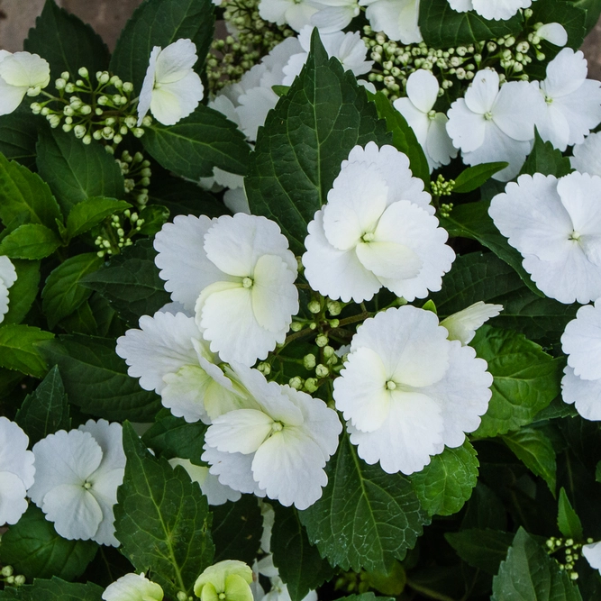 Hydrangea 'Runaway Bride' (6L) - Garland Hydrangea - image 1