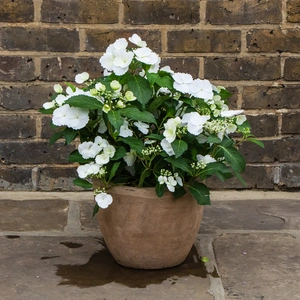 Hydrangea 'Runaway Bride' (6L) - Garland Hydrangea - image 2