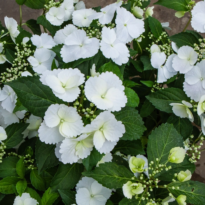 Hydrangea 'Runaway Bride' (Pot Size 20cm) - Garland Hydrangea - image 6
