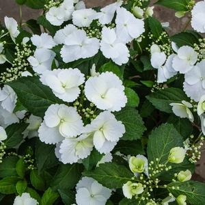 Hydrangea 'Runaway Bride' (Pot Size 20cm) - Garland Hydrangea - image 6