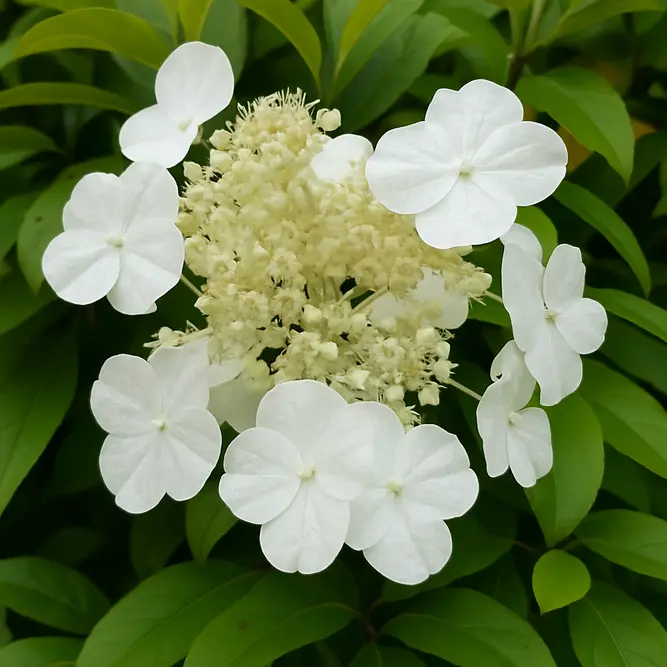 Hydrangea 'Seemanii' (Pot Size 3L) - image 1