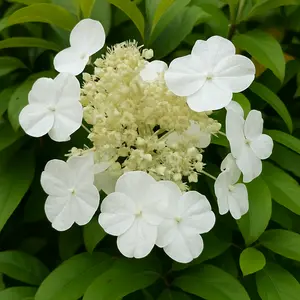 Hydrangea 'Seemanii' (Pot Size 3L)