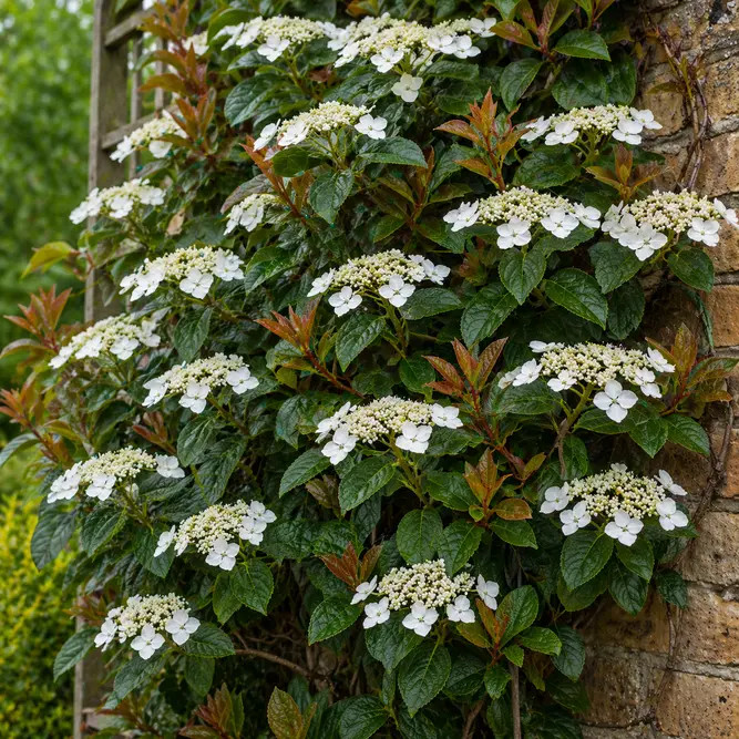 Hydrangea ‘Semiola’ (‘Inovalaur’ PBR) (Pot Size 3L) Evergreen Climbing Hydrangea