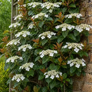 Hydrangea ‘Semiola’ (‘Inovalaur’ PBR) (Pot Size 3L) Evergreen Climbing Hydrangea