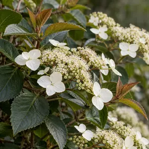 Hydrangea ‘Semiola’ (‘Inovalaur’ PBR) (Pot Size 3L) Evergreen Climbing Hydrangea