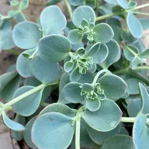 Hylotelephium sieboldii 'Dragon' syn (Sedum sieboldii 'Dragon') (Pot Size 2L) - image 1