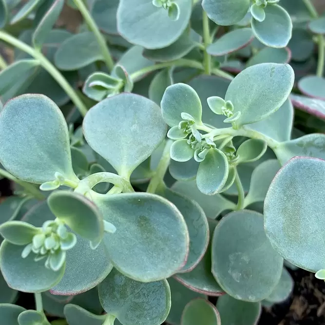 Hylotelephium sieboldii 'Dragon' syn (Sedum sieboldii 'Dragon') (Pot Size 2L) - image 2