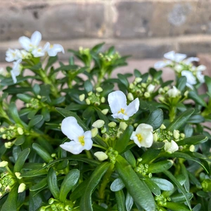 Iberis sempervirens 'Snowsurfer Forte' (Pot Size 2ltr) Perennial - image 3