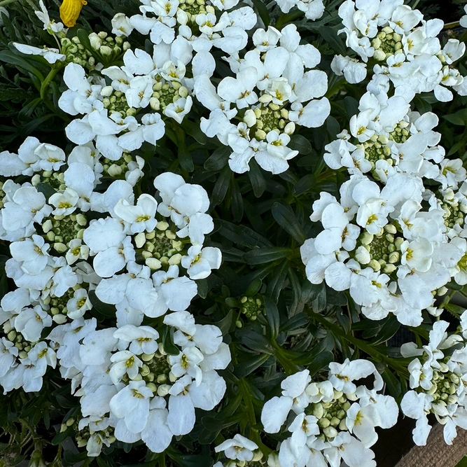 Iberis sempervirens 'Snowsurfer Forte' (Pot Size 2ltr) Perennial - image 1