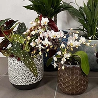 Indoor Plant Pots