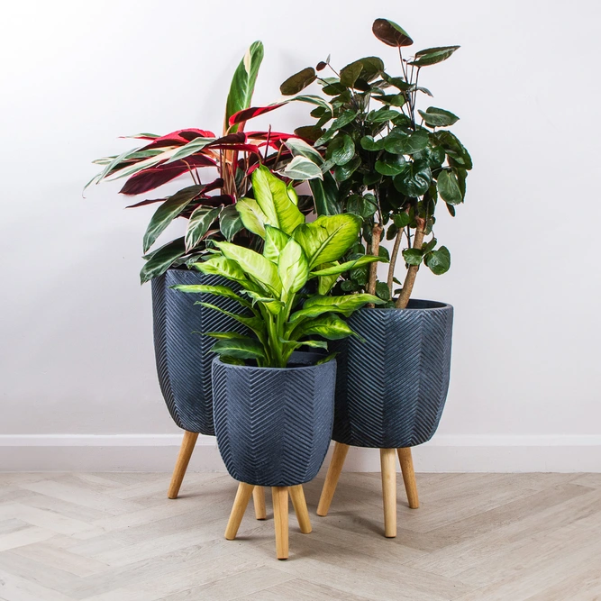Iowa Leggs Pot Graphite (D38cm x H55cm) Multi-use Indoor Plant Pot Cover On Legs - image 6