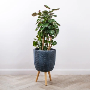 Iowa Leggs Pot Graphite (D31cm x H48cm) Multi-use Indoor Plant Pot Cover On Legs - image 3