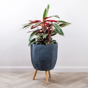 Iowa Leggs Pot Graphite (D38cm x H55cm) Multi-use Indoor Plant Pot Cover On Legs - image 3