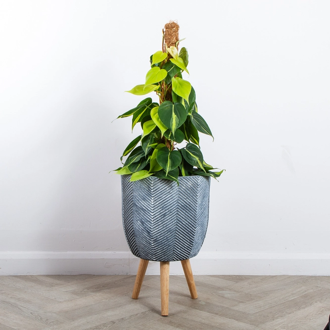 Iowa Pot Grey (D31cm x H48cm) Multi-use Indoor Plant Pot Cover On Legs - image 2