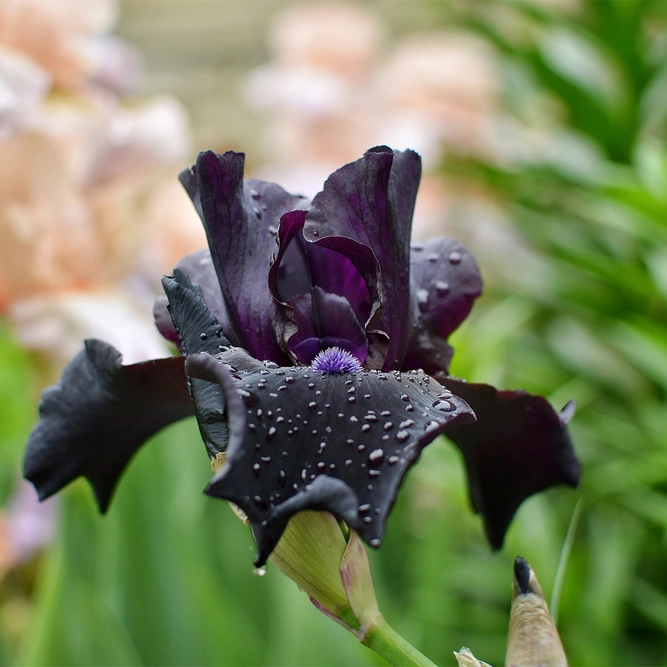 Iris germanica 'Black Swan' ( Pot Size 1ltr )