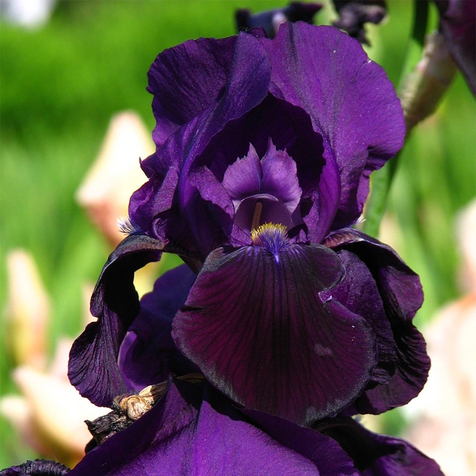 Iris Sable available at Boma Garden Centre Image by Kor!An (Андрей Корзун)