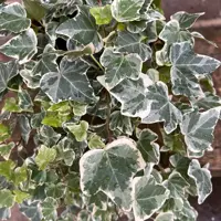 Ivy (Hedera helix)