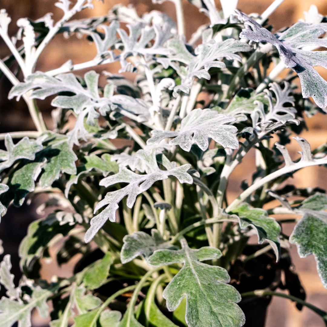 Jacobaea maritima - Cineraria (Pot Size 11cm) Silver Ragwort - Dusty ...