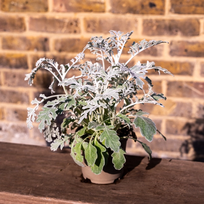 Jacobaea maritima - Cineraria (Pot Size 11cm) Silver Ragwort - Dusty Miller - image 2